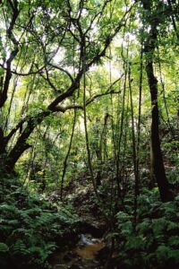 Mehr über den Artikel erfahren Regenwald – ein Artikel von Zoe Heß und Martha Hofmann, Klasse 4b